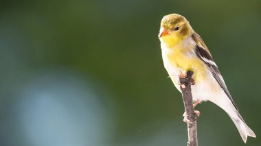 Amerikan ispinozu Ağaçta tünemiş