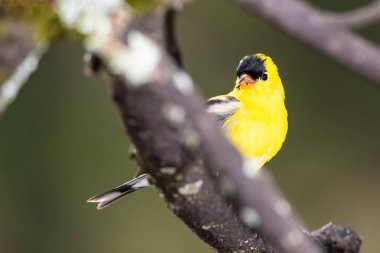 Küçük Amerikan ispinozu Ağaçta tünemiş