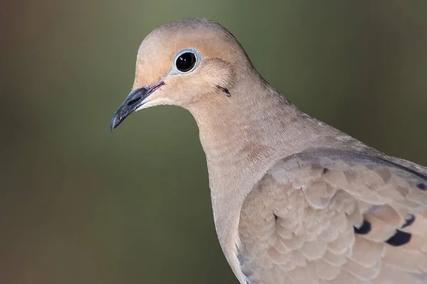 Close Profiel Van Een Rouwduif Terwijl Hij Een Tak Zit — Stockfoto