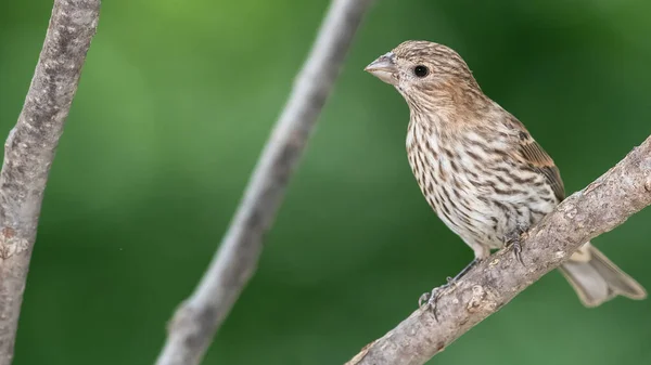 Casa Finch Encaramado Una Rama Esbelta Del Árbol —  Fotos de Stock