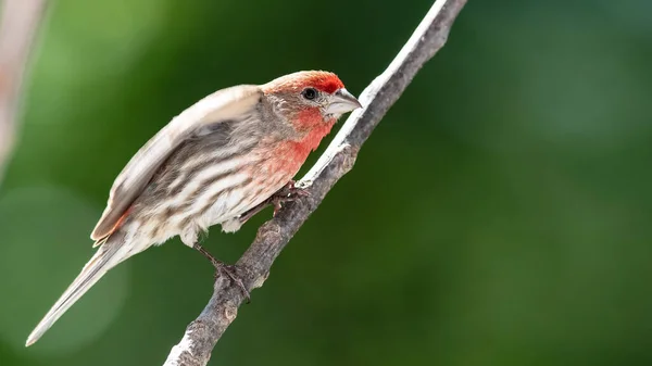 Casa Finch Descansando Ramo Uma Árvore — Fotografia de Stock