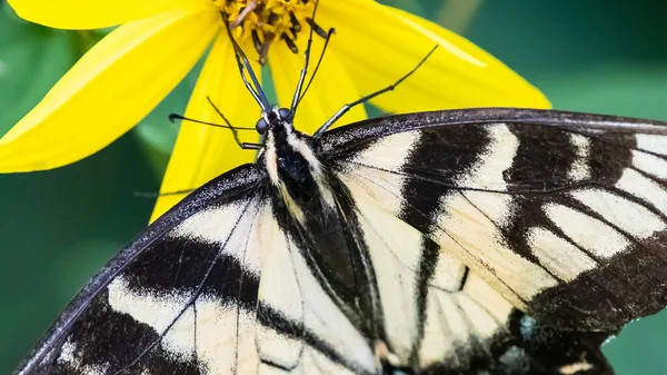 Hirondelle Tigrée Est Sirotant Nectar Fleur Accommodante — Photo