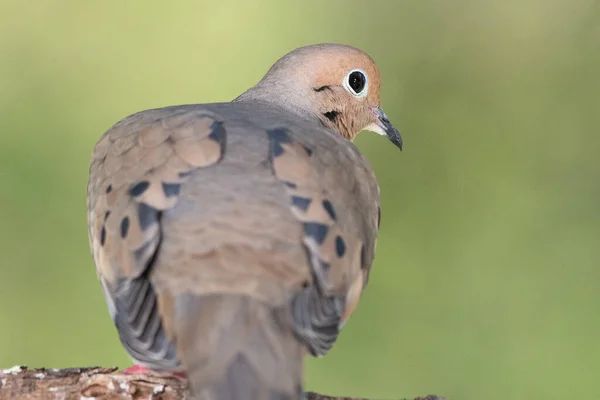 Close Profile Mourning Dove While Perched Branch — Stock Photo, Image