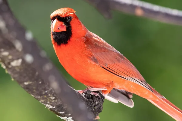 Alert Northern Cardinal Perched Tree — Stock Photo, Image