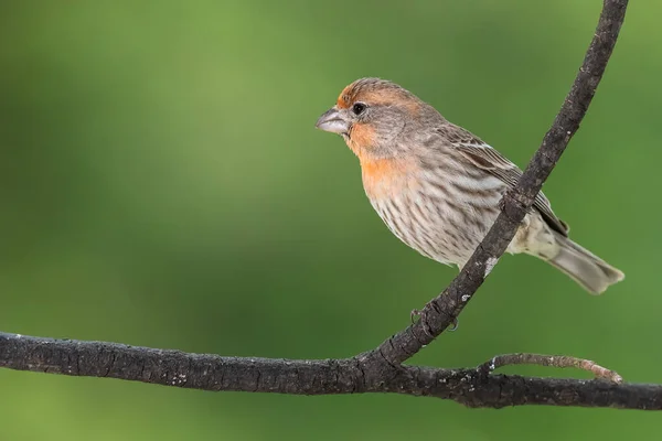 Orange Variant House Finch Een Boom — Stockfoto