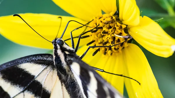 Hirondelle Tigrée Est Sirotant Nectar Fleur Accommodante — Photo