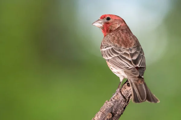 Finch 'in ağaçta tünediği Meraklı Küçük Ev