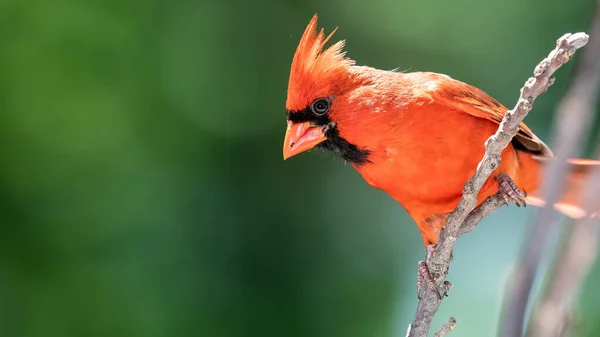 Noordelijke Kardinaal Neergestreken Een Tak Van Een Boom — Stockfoto