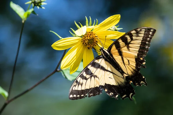 Wschodni Tygrys Jaskółka Motyl Sącząc Nektar Kwiatów Zakwaterowanie — Zdjęcie stockowe