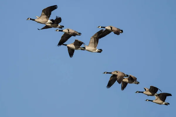 Flock Canada Gęsi Latające Błękitnym Niebie — Zdjęcie stockowe