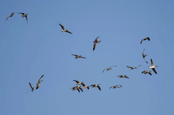 Whiffling Flock Canada Ganzen Komst Voor Landing Een Blauwe Lucht — Stockfoto