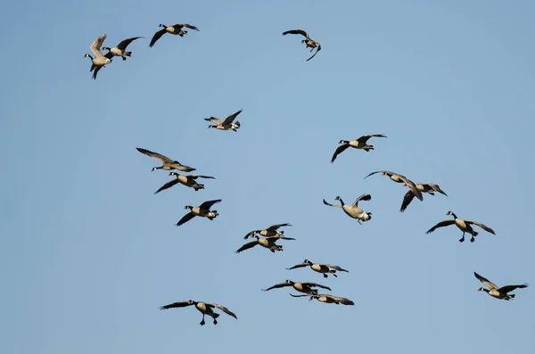 Whiffling Flock Canada Gęsi Nadlatują Lądowania Błękitnym Niebie — Zdjęcie stockowe