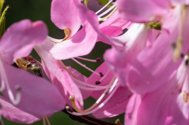 Güzel Azalea Mavi Tepe Yolu boyunca çiçek açıyor.
