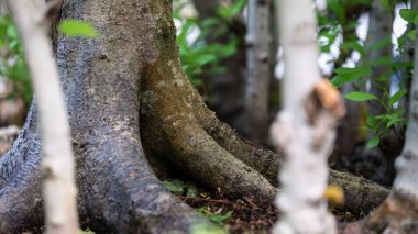 Ayrıcalıklı Görünüm Saklı Bonsai Ormanı 'nın derinliklerine