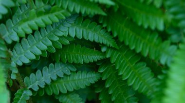 Doğa Özeti: Güzel Tarçın eğreltiotunun Narin Yaprakları