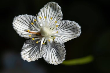Nazik Beyaz Bog Yıldızı 'nın Yapraklarına Yakından Bak