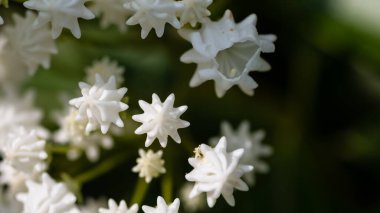 Appalachian İlkbaharında Laurel Dağı Çiçek açıyor
