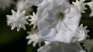 Appalachian İlkbaharında Laurel Dağı Çiçek açıyor