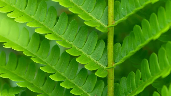 自然の概要 美しいシナモンシダの繊細なテクスチャの葉 — ストック写真