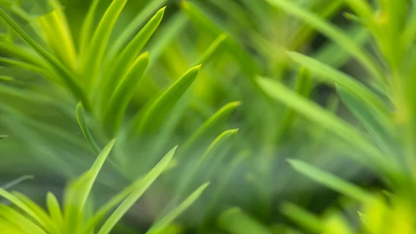 Nature Abstract Zachte Groene Naalden Van Een Springtime Evergreen — Stockfoto
