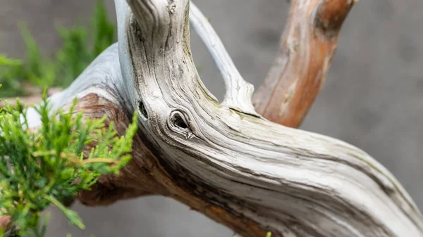 Nature Abstract Natuurlijk Verweerd Hout Van Een Volwassen Bonsai Boom — Stockfoto