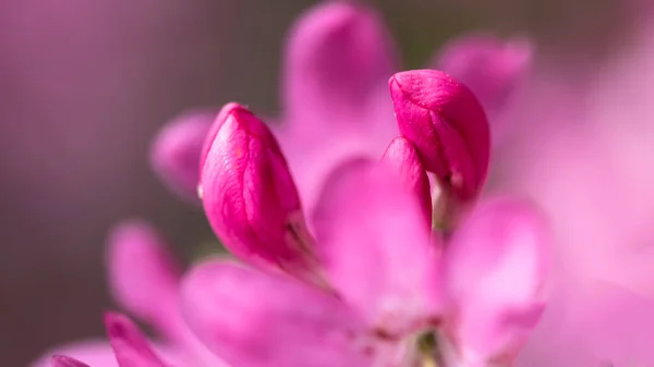 Hermosa Azalea Floreciendo Largo Del Blue Ridge Parkway —  Fotos de Stock