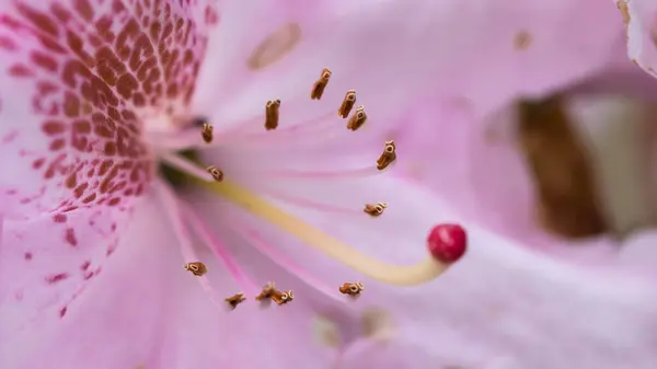 Delicate Meeldraden Van Rhododendron Bloeien Appalachische Lente — Stockfoto