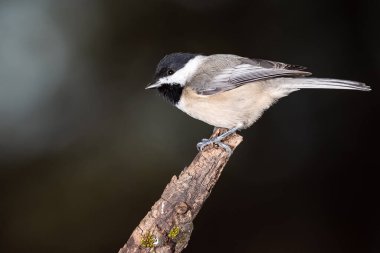 Carolina Chickadee İnce bir dala nazikçe tünedi