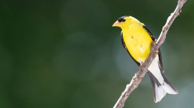 Amerikan ispinozu İnce bir ağaç dalına tünemiş