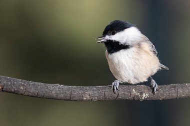 Carolina Chickadee İnce bir dala nazikçe tünedi