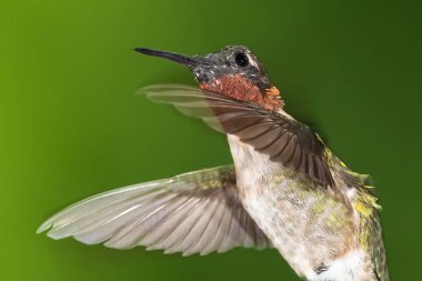 Ruby Gırtlak Sinek Kuşu Yeşil Ormanda Uçuyor