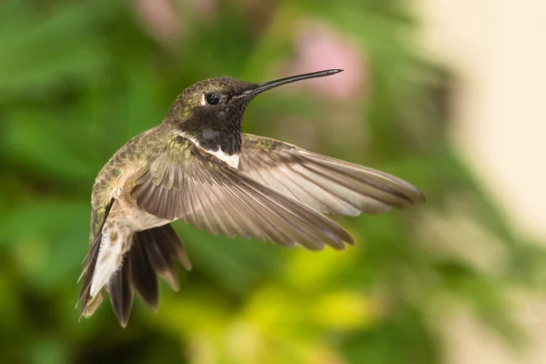 Black Chinned Hummingbird Searching Nectar Green Garden — Stock Photo, Image