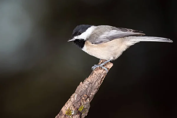 Carolina Mésange Perchée Délicatement Sur Une Branche Mince — Photo