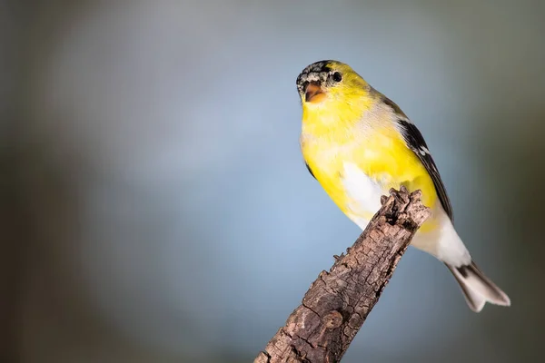 Mužský Goldfinch Mění Šlechtění Švestky — Stock fotografie