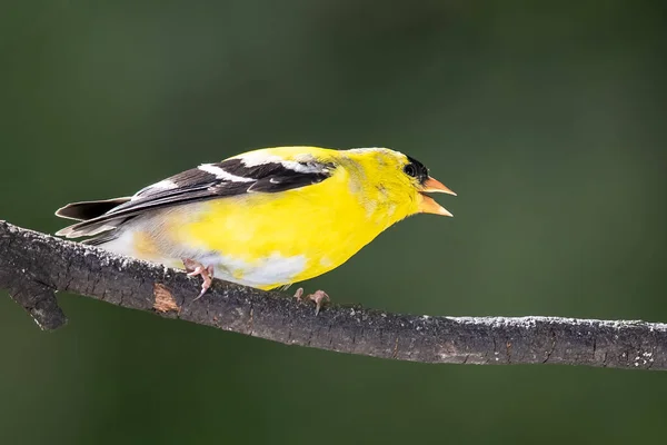 Americký Goldfinch Volá Když Sedí Stromě — Stock fotografie