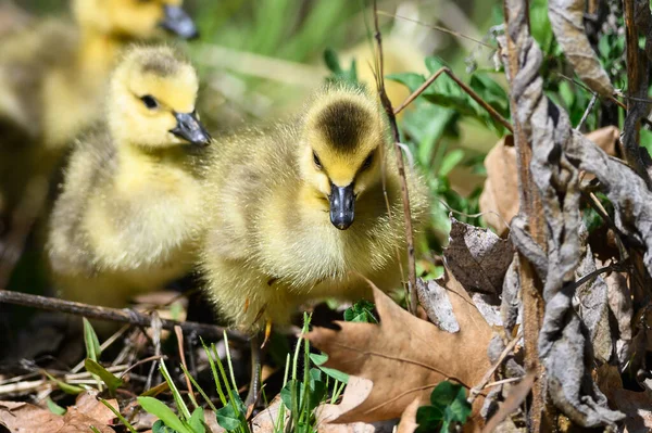 Nyfödda Goslings Lära Sig Att Söka Efter Mat — Stockfoto