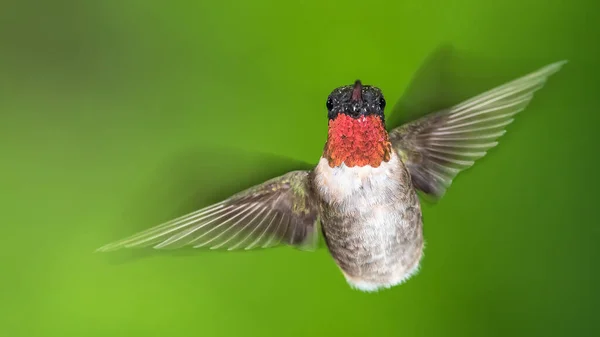Ruby Gırtlak Sinek Kuşu Yeşil Ormanda Uçuyor — Stok fotoğraf
