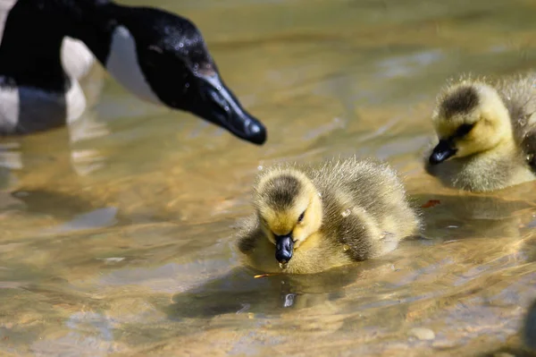 新生児は母の目の下で泳ぐことを学ぶ — ストック写真