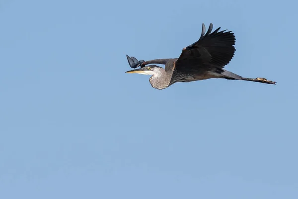 Great Blue Heron Flying Blue Sky — Stock Photo, Image