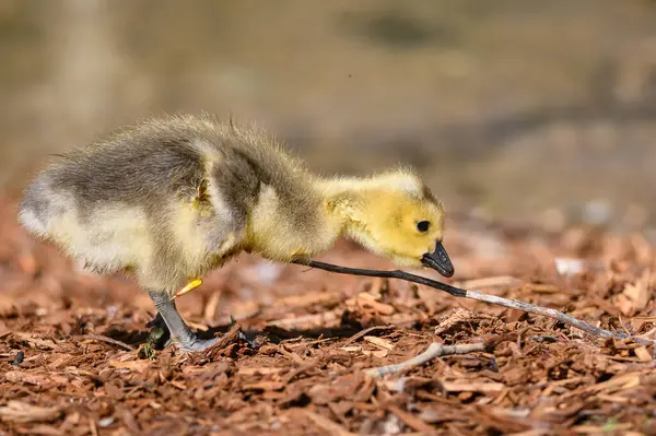 Gosling Recém Nascido Aprendendo Procurar Alimentos — Fotografia de Stock