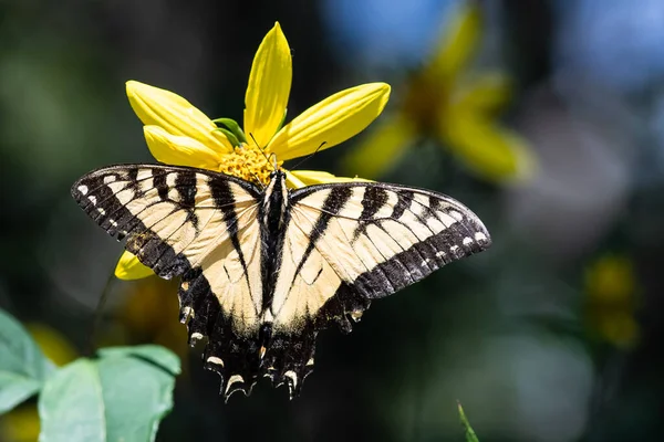 Östra Tigern Svälj Fjärilen Sippa Nektar Från Boende Blomma — Stockfoto