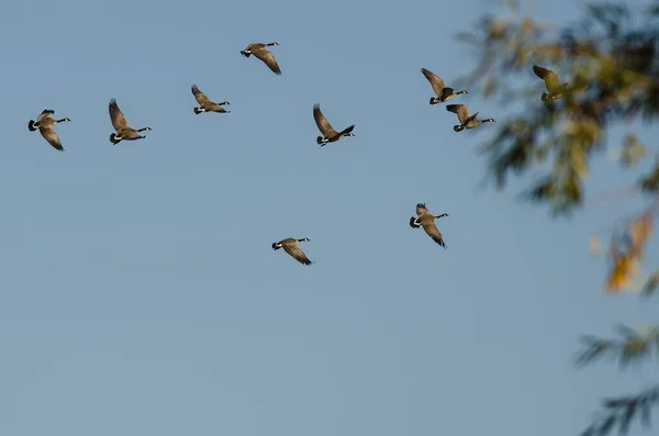 加拿大雁群在蓝天中飞翔 — 图库照片