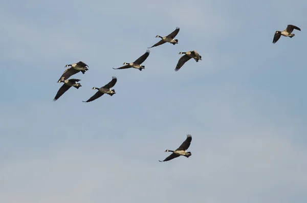 Flock Canada Gäss Som Flyger Blå Himmel — Stockfoto