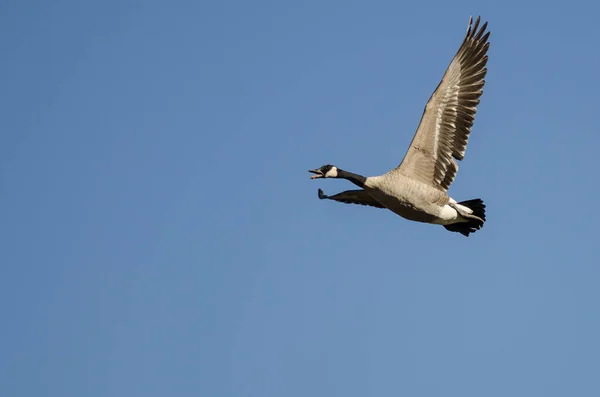 Lone Canada Goose Llamando Mientras Vuela Cielo Azul —  Fotos de Stock