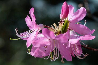 Güzel Azalea Mavi Tepe Yolu boyunca çiçek açıyor.