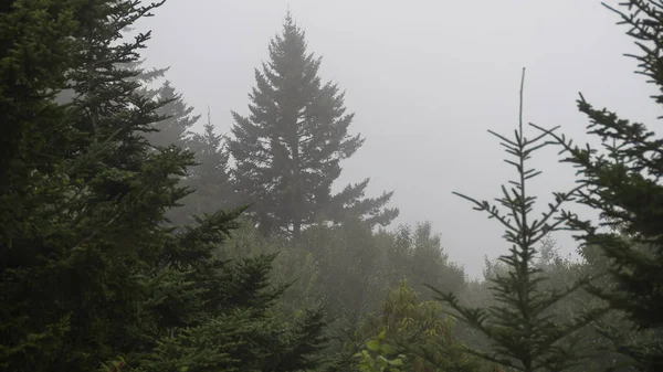 Arbres Forestiers Immobiles Enveloppés Dans Brouillard Montagneux Silencieux — Photo