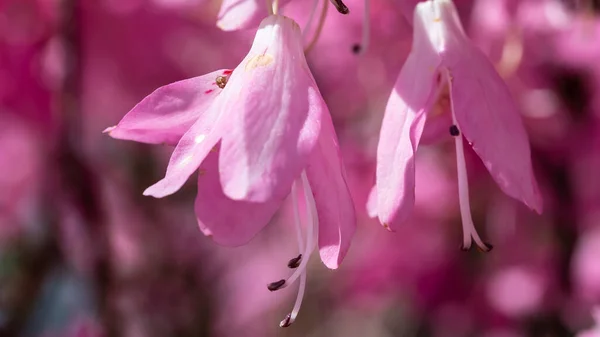 Vakker Azalea Som Blomstrer Langs Blue Ridge Parkway – stockfoto