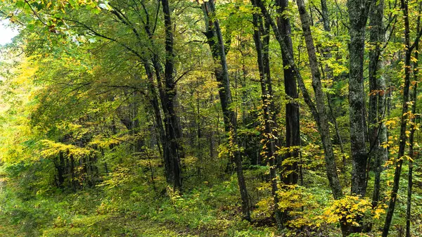 Цветовая Гамма Autumn Спряталась Зеленом Лесу — стоковое фото