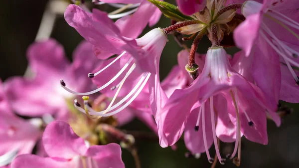 Beautiful Azalea Blooming Blue Ridge Parkway — Stock Photo, Image
