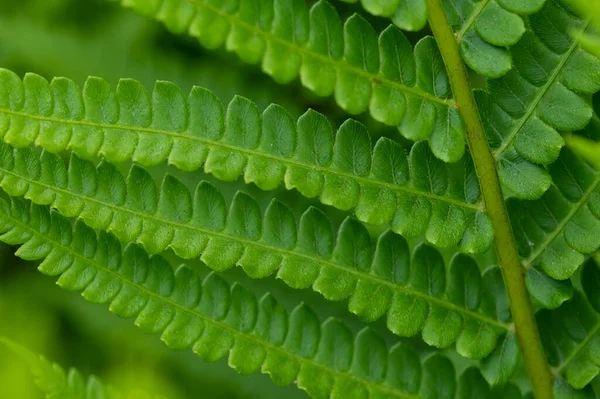 Nature Abstract Delicate Getextureerde Bladeren Van Prachtige Kaneelvaren — Stockfoto